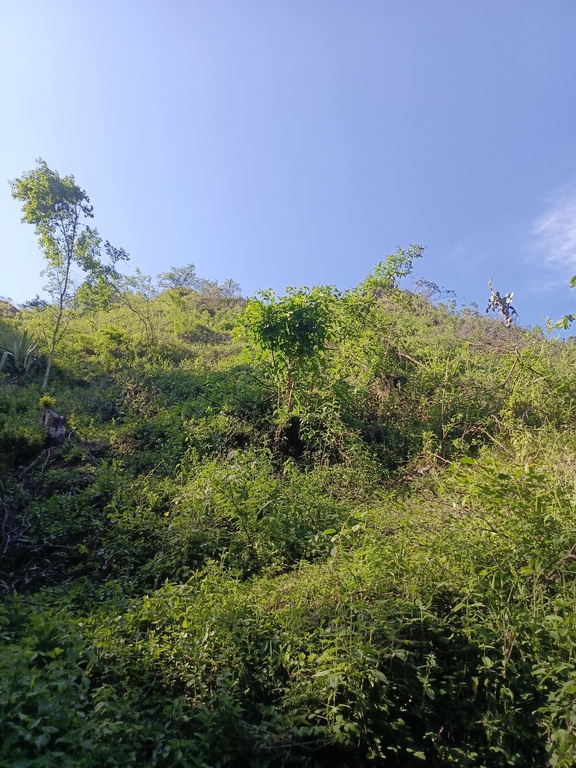 Finca San Bernabe/El Tambo/Catamayo