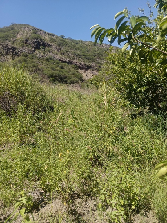 Finca San Miguel 1 (2 CUADRAS)