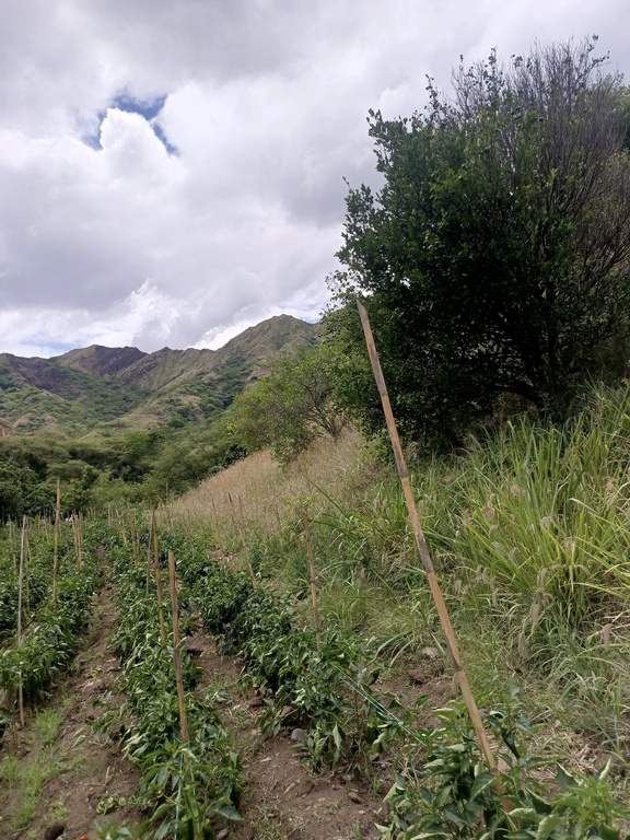 Terreno Huayco Bajo