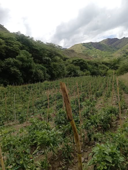 Terreno Huayco Bajo