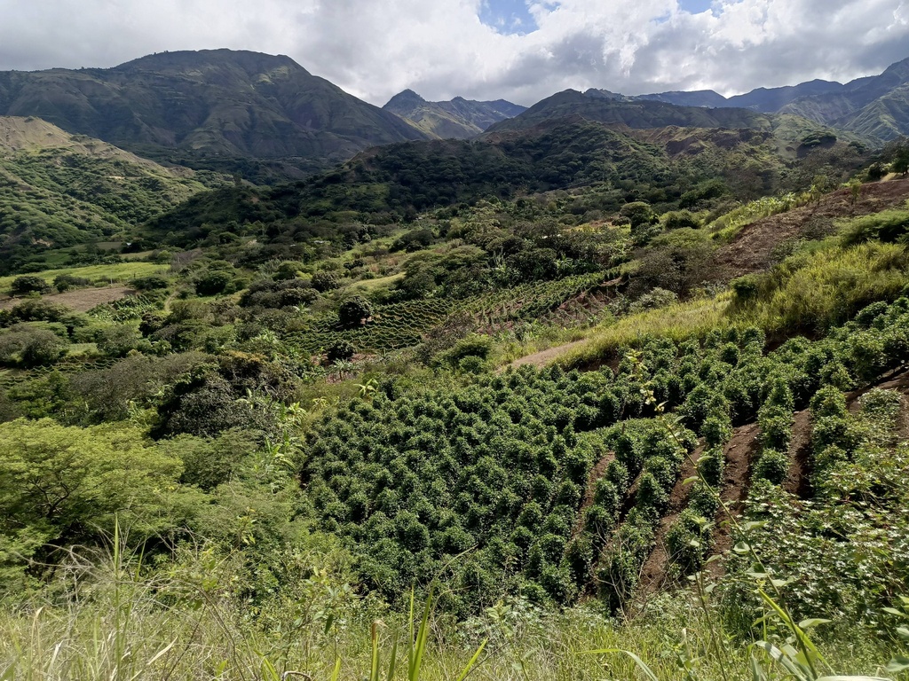 Terreno San Francisco (15.000 m2)