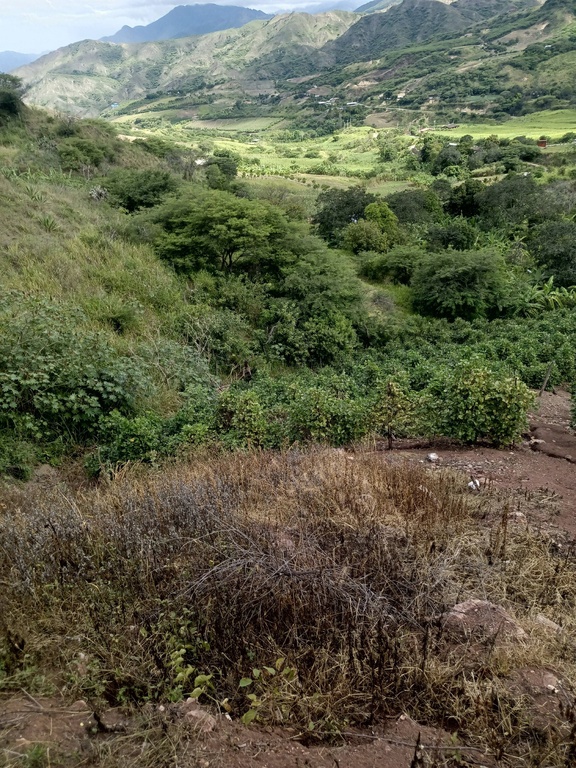 Terreno San Francisco (15.000 m2)
