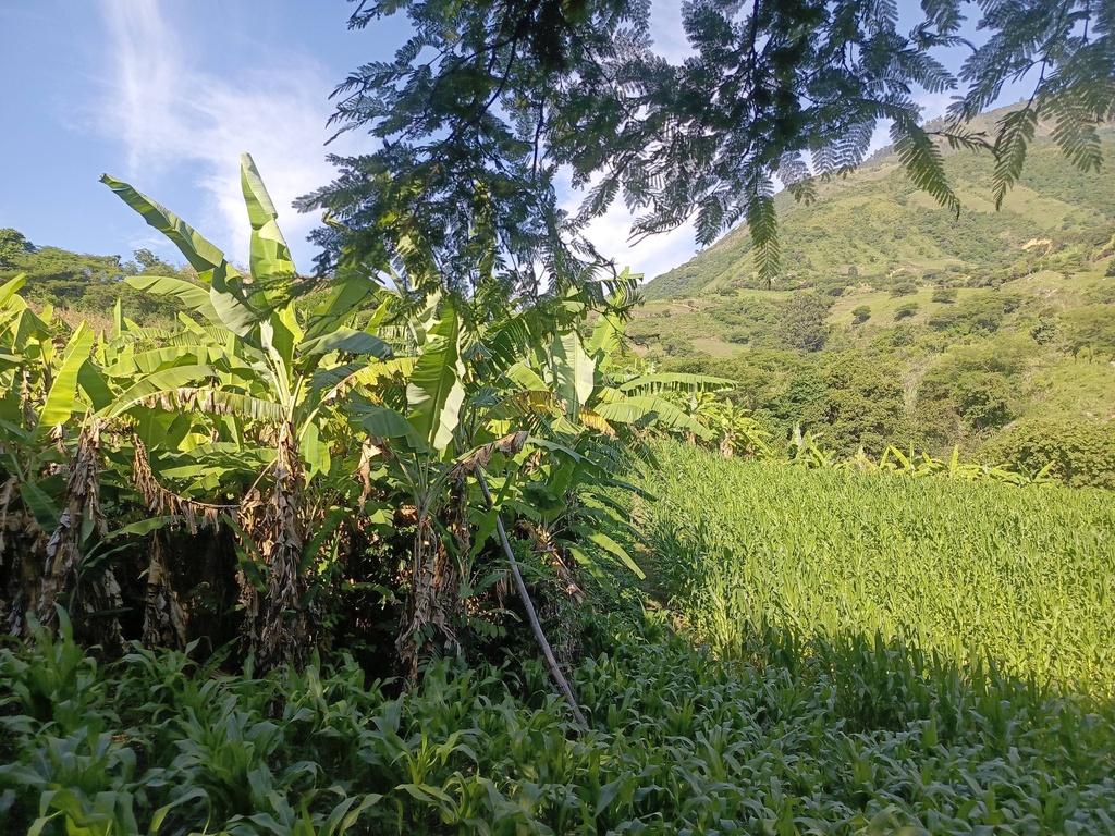 Finca San Bernabe/El Tambo/Catamayo